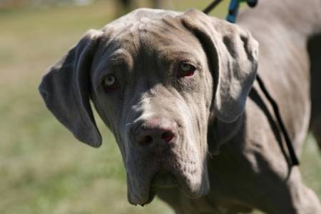 Neopolitan Mastiff