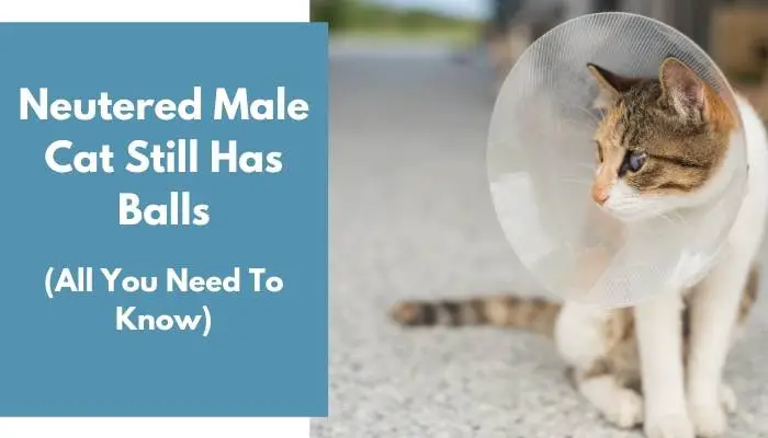 Neutered Male Cat Still Has Balls
