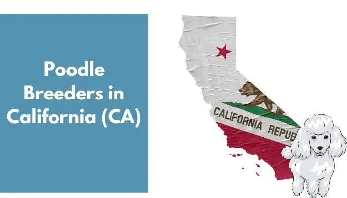 Poodle Breeders in California (CA)