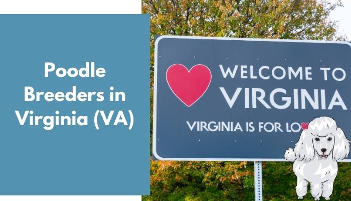 Poodle Breeders in Virginia (VA)