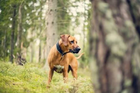 Rhodesian Ridgeback