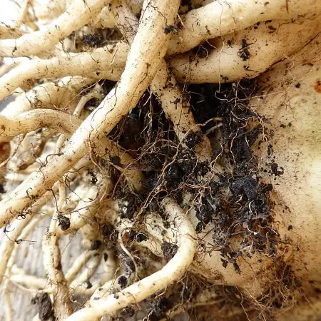 Root Dwelling Worm