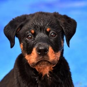 Rottweiler Breeders Category