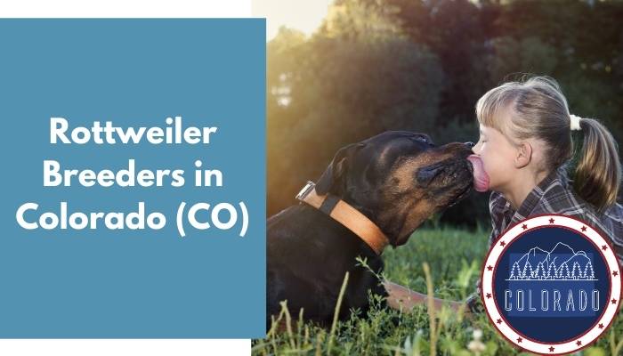 Rottweiler Breeders in Colorado CO