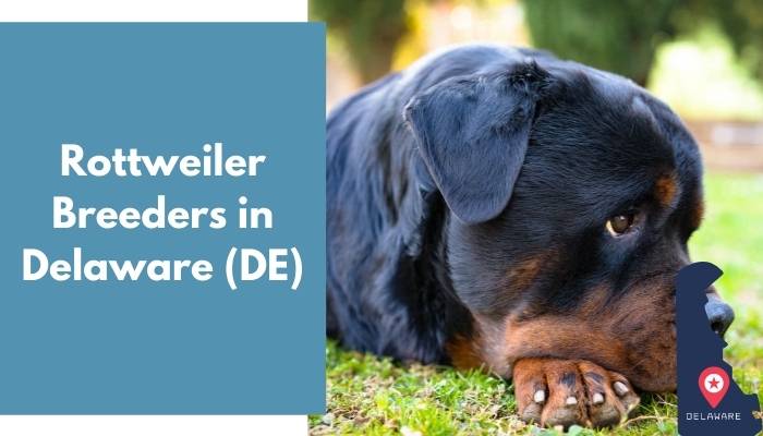 Rottweiler Breeders in Delaware DE