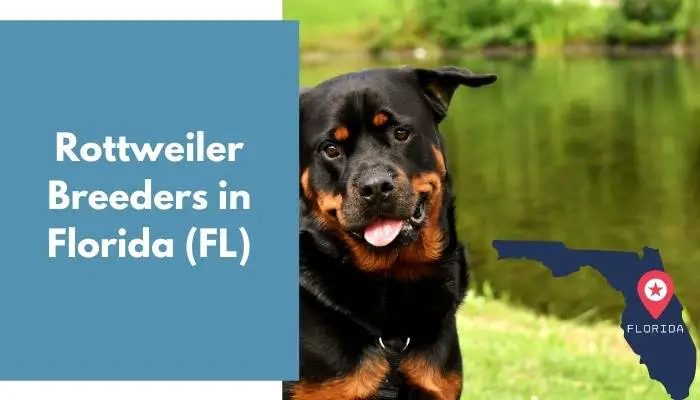 Rottweiler Breeders in Florida FL