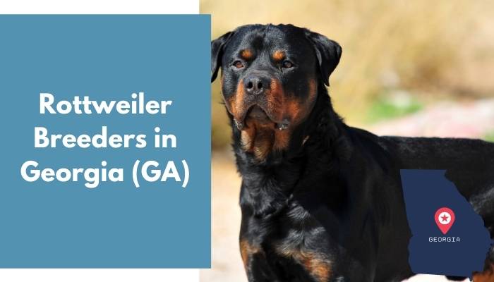 Rottweiler Breeders in Georgia GA