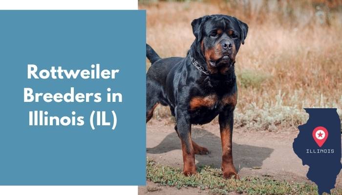 Rottweiler Breeders in Illinois IL