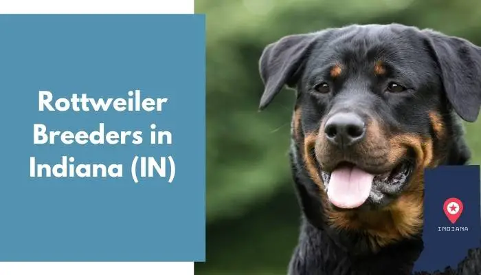Rottweiler Breeders in Indiana IN