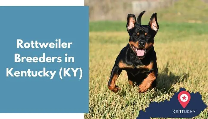 Rottweiler Breeders in Kentucky KY