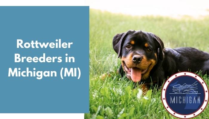 Rottweiler Breeders in Michigan MI