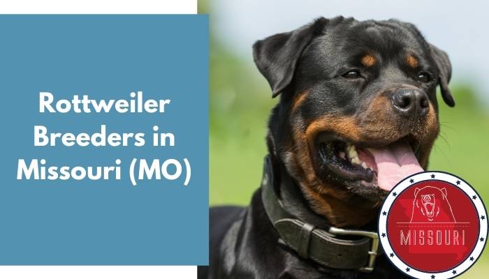 Rottweiler Breeders in Missouri MO