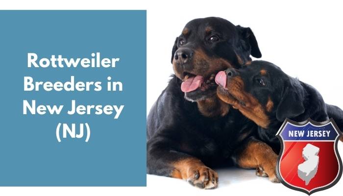 Rottweiler Breeders in New Jersey NJ