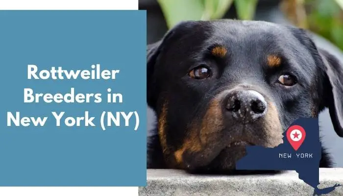 Rottweiler Breeders in New York NY