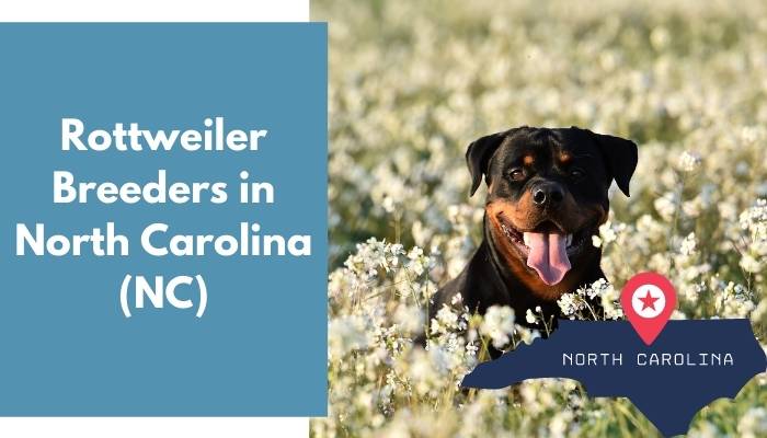 Rottweiler Breeders in North Carolina NC