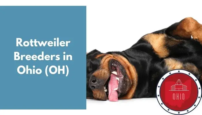 Rottweiler Breeders in Ohio OH