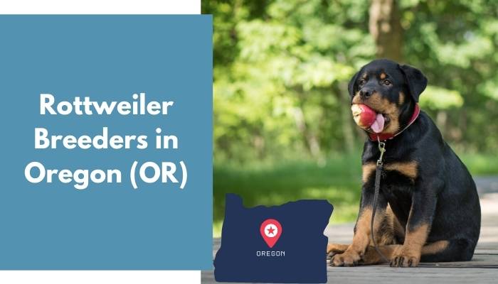 Rottweiler Breeders in Oregon OR