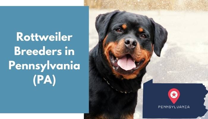 Rottweiler Breeders in Pennsylvania PA