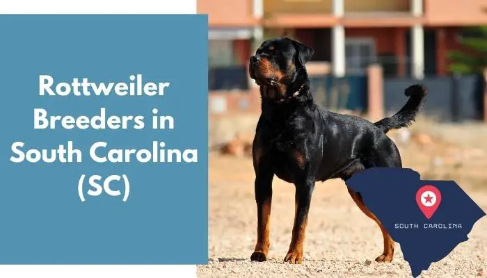 Rottweiler Breeders in South Carolina SC