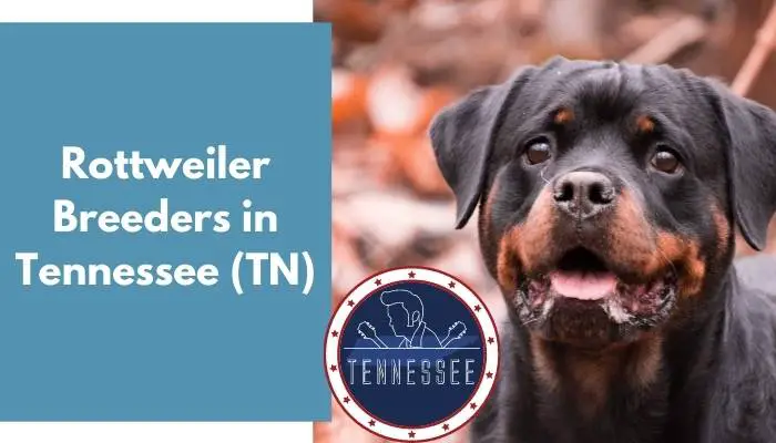 Rottweiler Breeders in Tennessee TN