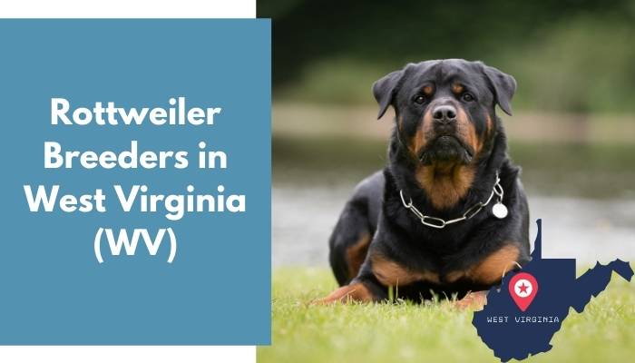 Rottweiler Breeders in West Virginia WV