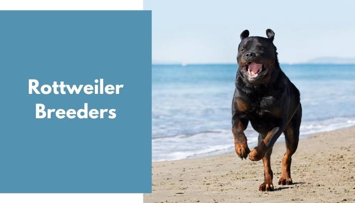 Rottweiler Breeders