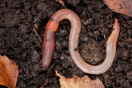 Segmented worms