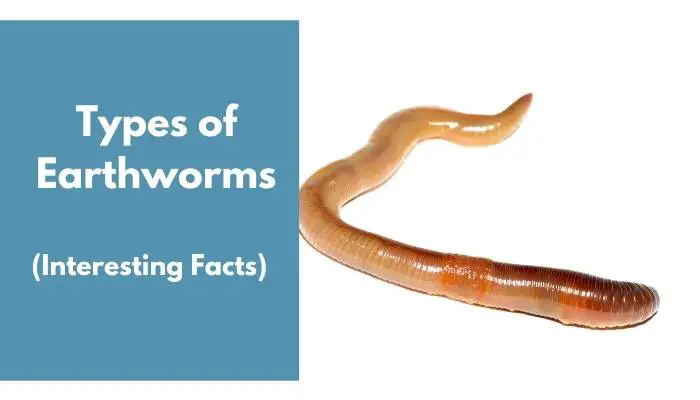 Types of Earthworms