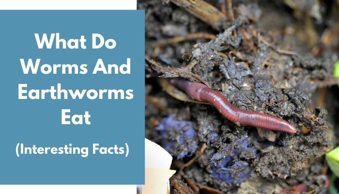 What Do Worms And Earthworms Eat