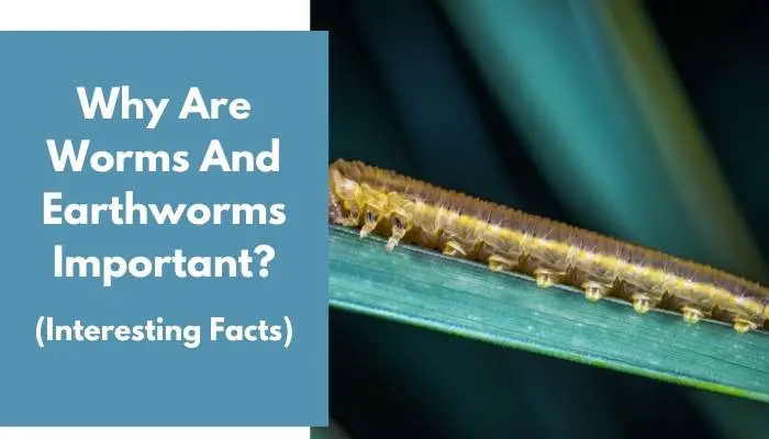 Why Are Worms And Earthworms Important