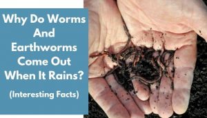 Why Do Worms And Earthworms Come Out When It Rains? - AnimalFate