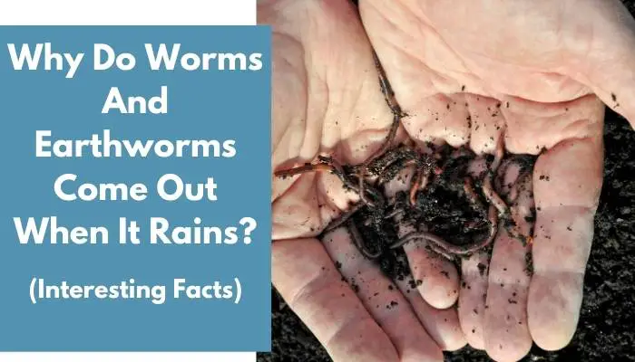 Why Do Worms And Earthworms Come Out When It Rains