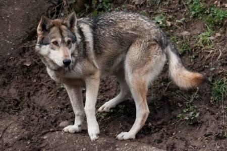 Wolf Dogs