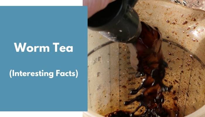 Worm Tea Info