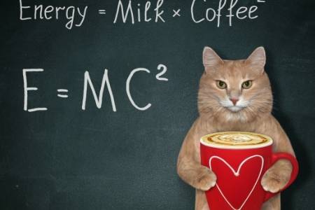 cat and energy