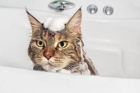 cat bath