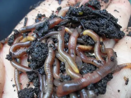 compost worm
