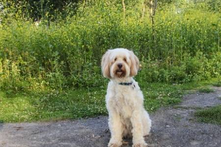 dog and gravel