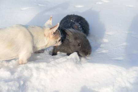 dog and rabbit