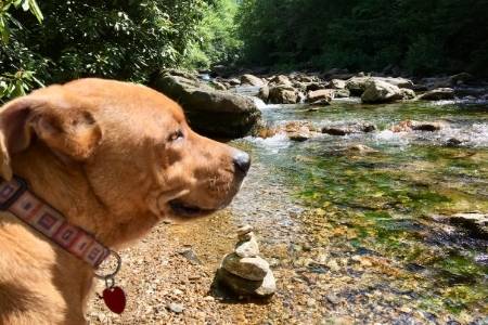 dog and rocks