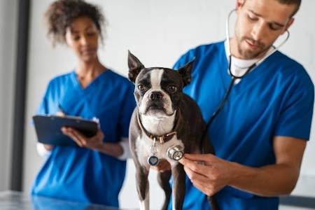 perro y veterinario