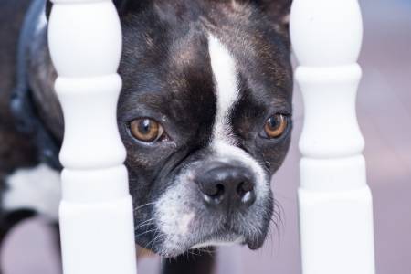 dog behind fence