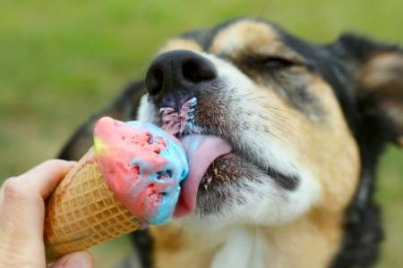 dog ice cream