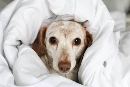 dog sleep under bed covers