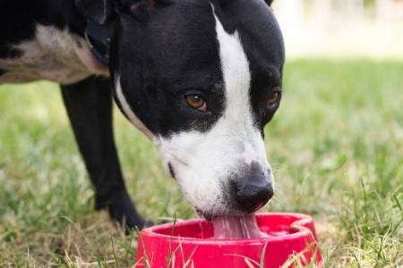 dog water bowl