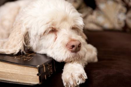 dogs in bible