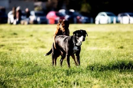 How To Unstick A Dog After Mating? (Complete Guide) - AnimalFate