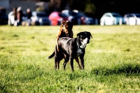 dogs mating