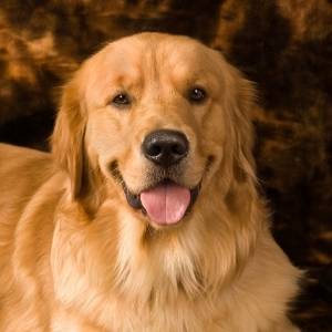 golden retriever breeders list