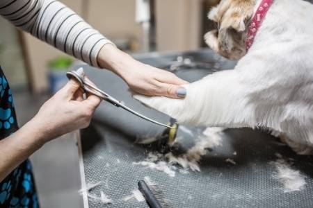  Closest Dog Groomer in 2023 Learn more here 